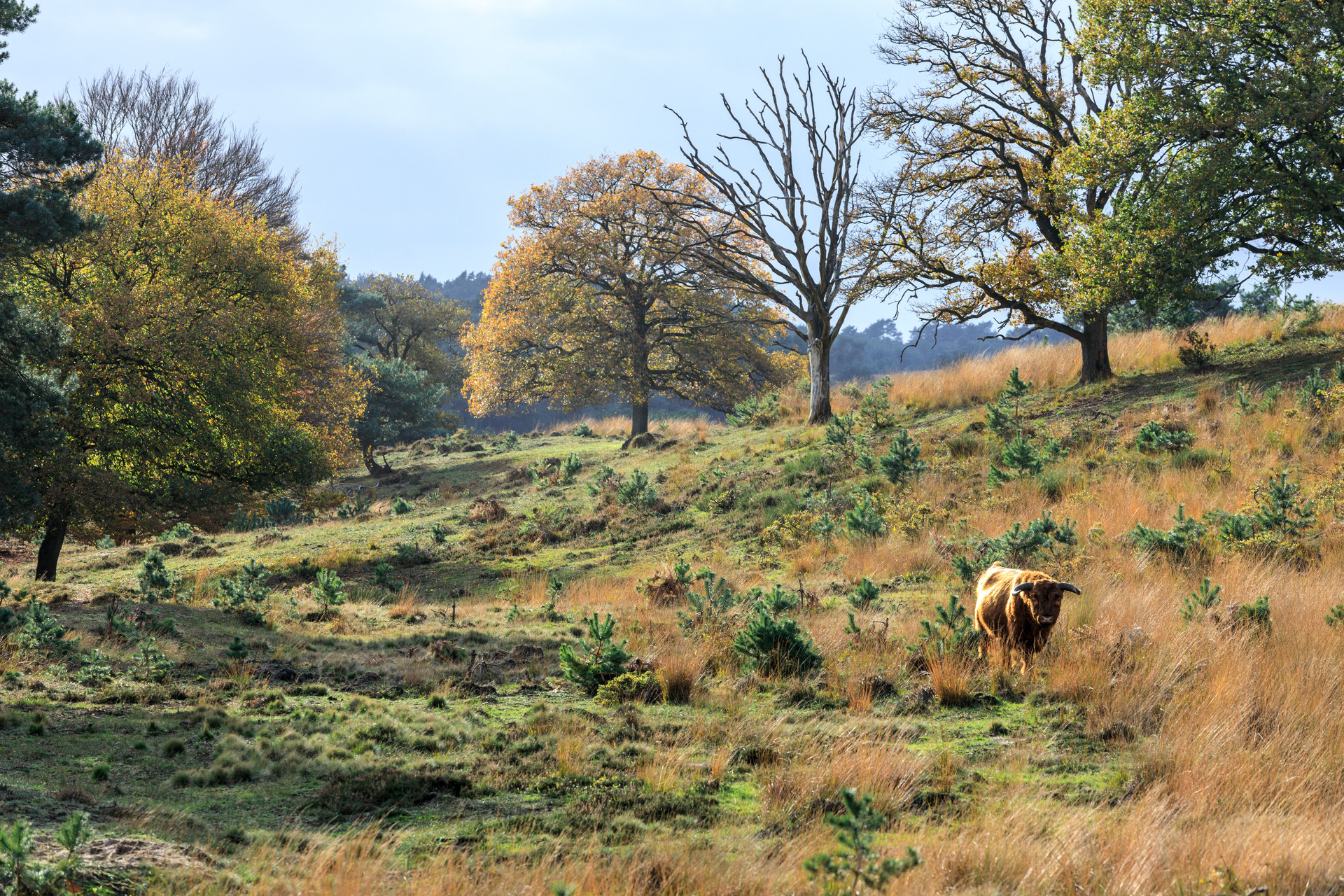 Schotse Hooglander staat in het licht heuvelachtige landschap van het Nationaal Park Veluwezoom waarbij de kleuren van de natuur van groen naar geel en oranje veranderen