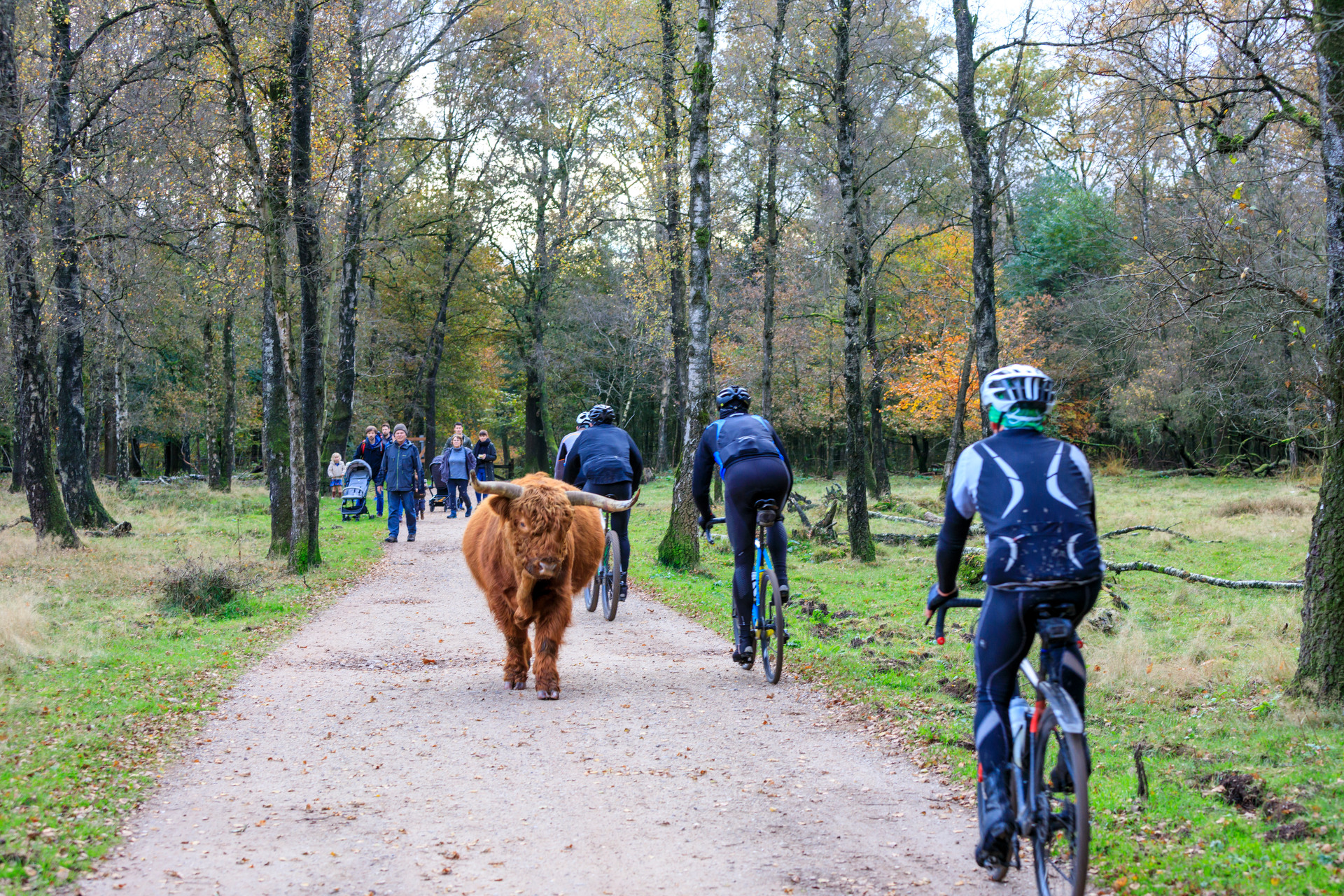 Groep mountainbikers die om een Schotse Hooglander moeten fietsen die midden op het pad staat