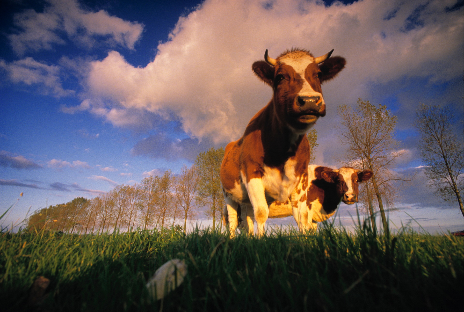 Nieuwsgierige Holstein koeien in grasveld