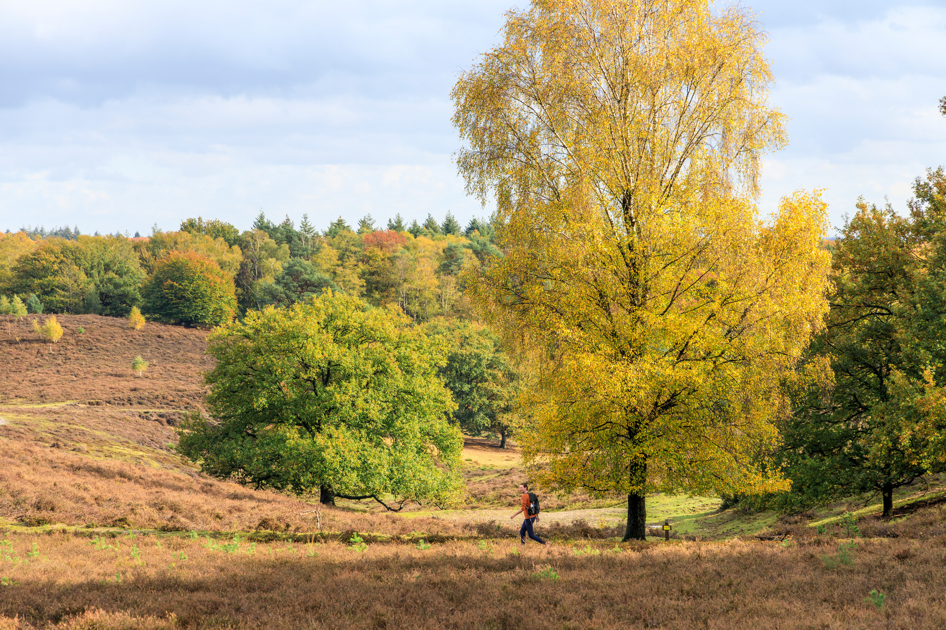 Wandelaar in het nationaal park Veluwezoom