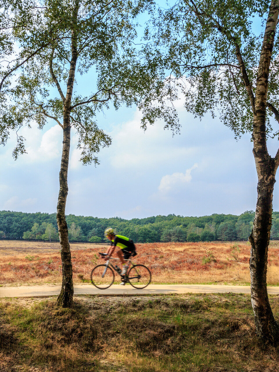 wielrenner bij de heide in planken wambuis