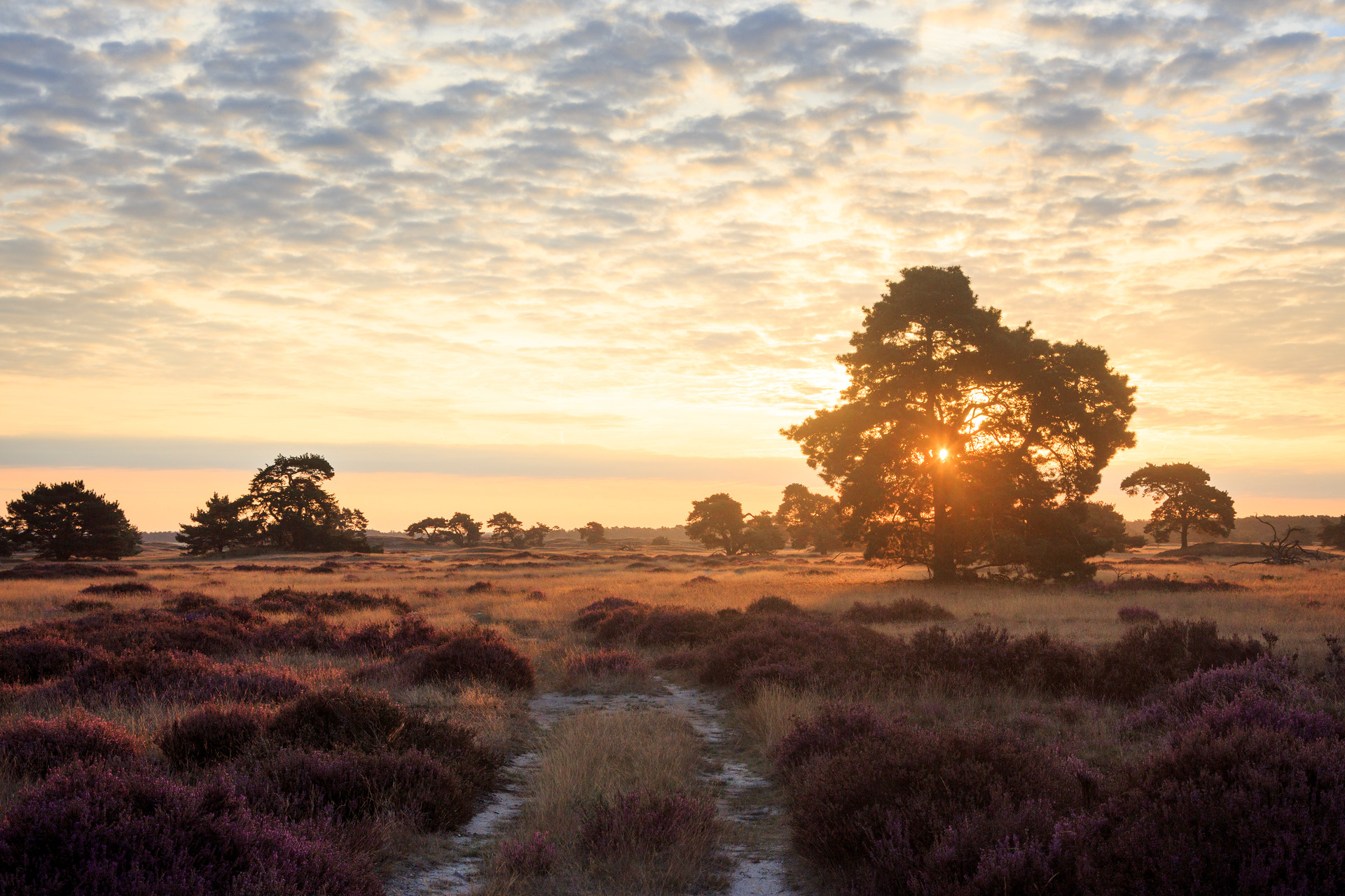 Landschaft mit Baum und Weg, violettem Heidekraut und einer untergehenden Sonne