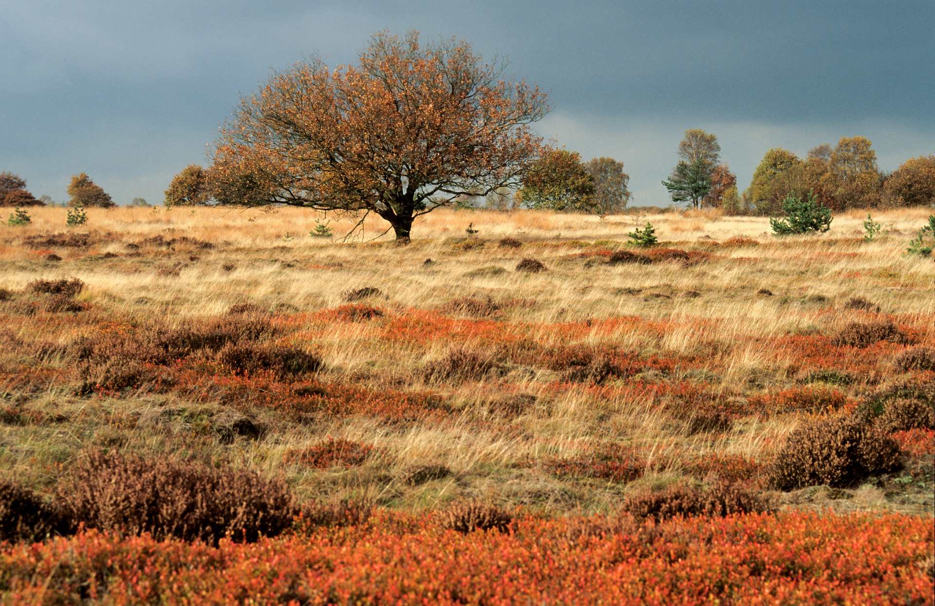 Landschap met boom bij Planken Wambuis Ede