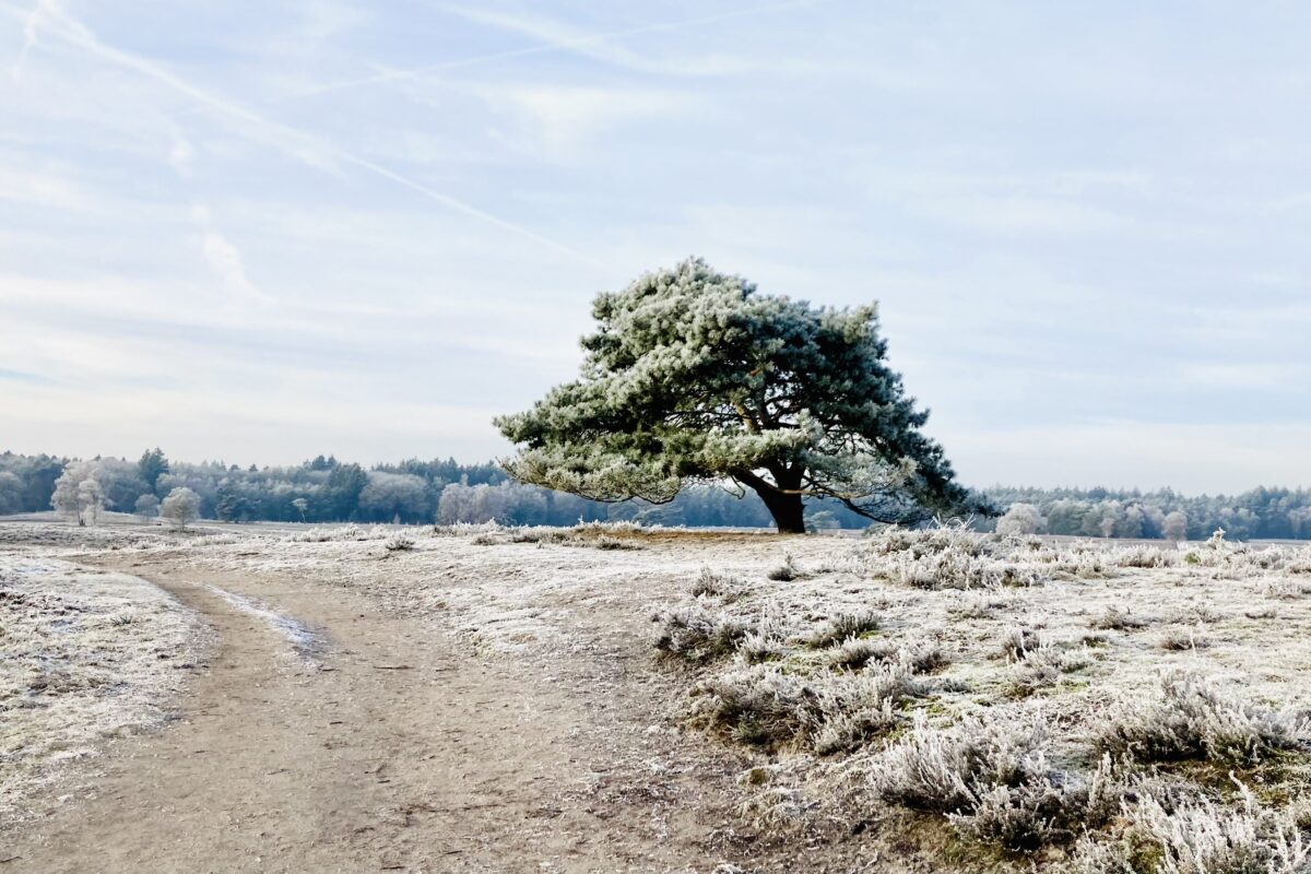 Een boom in de winter aan een pad bij de Renderklippen.