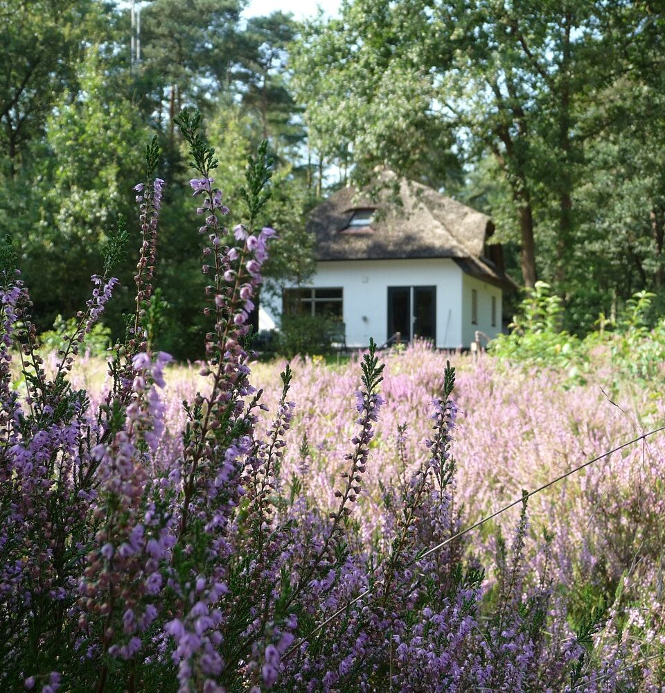 Wit vakantiehuisje in de natuur met paarse bloemen voor de deur