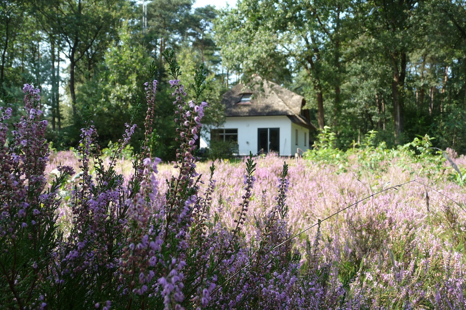 Wit vakantiehuisje in de natuur met paarse bloemen voor de deur