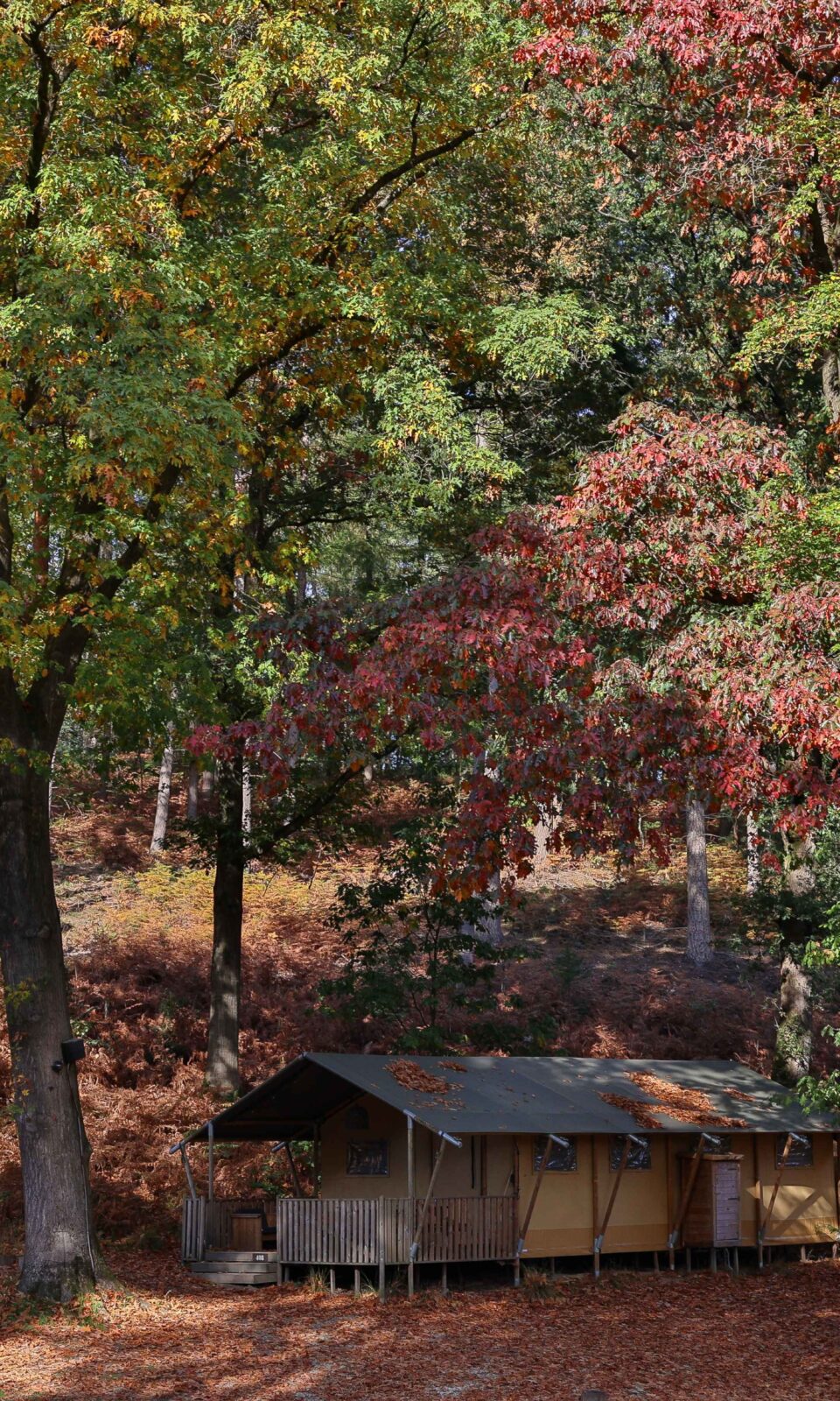 Campsite with pod, glamping tent in the middle of nature (woods)