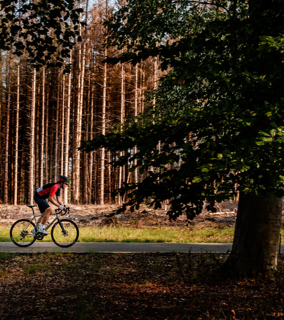 Wielrenner in de bossen