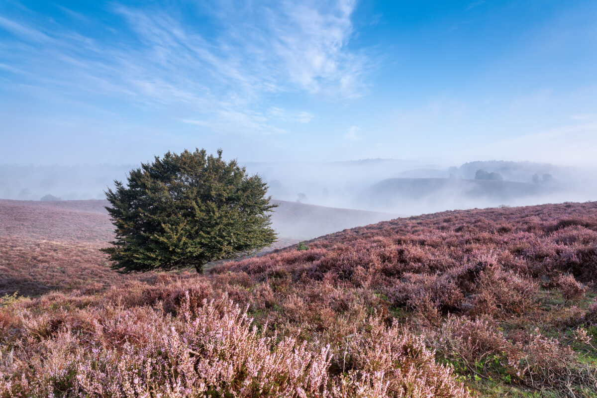 Boom op heuvel op de bloeiende heide op de Posbank met mist en blauwe lucht.