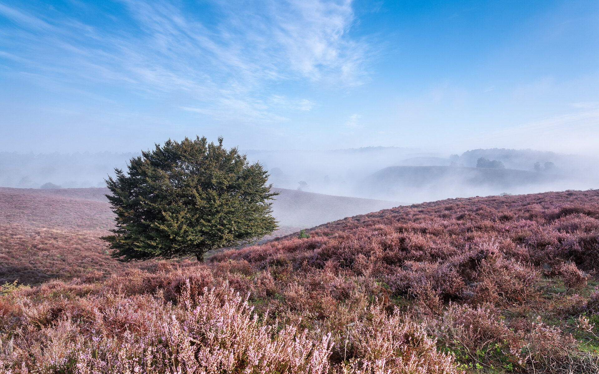 Boom op heuvel op de bloeiende heide op de Posbank met mist en blauwe lucht.