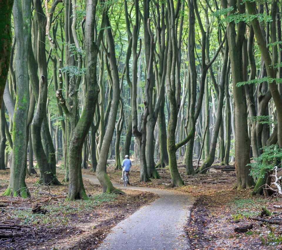 Mann radelt in den Wald