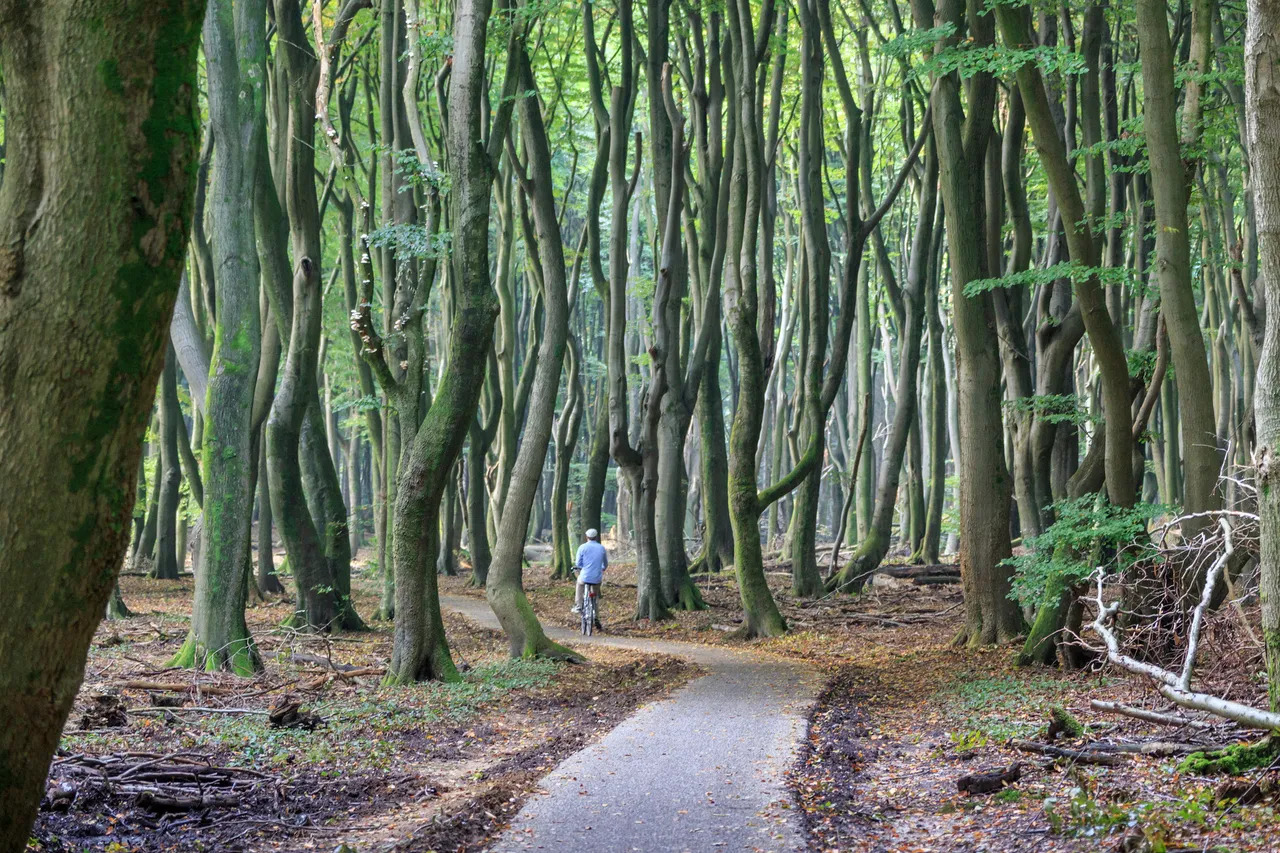 Mann radelt in den Wald