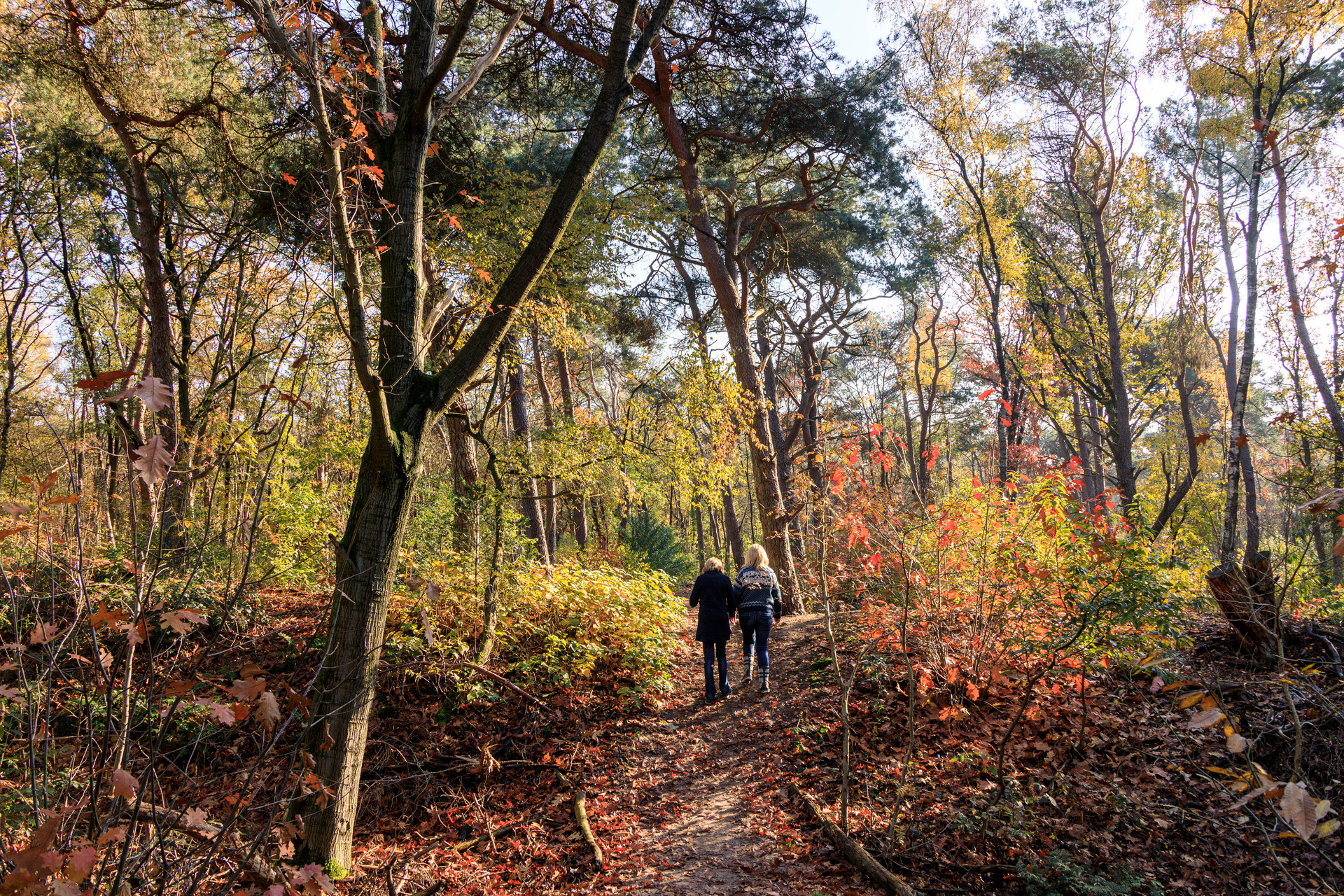 Netherlands, Lunteren, Goudsberg, Luntersche Buurtbos, Het Meulunteren klompenpad