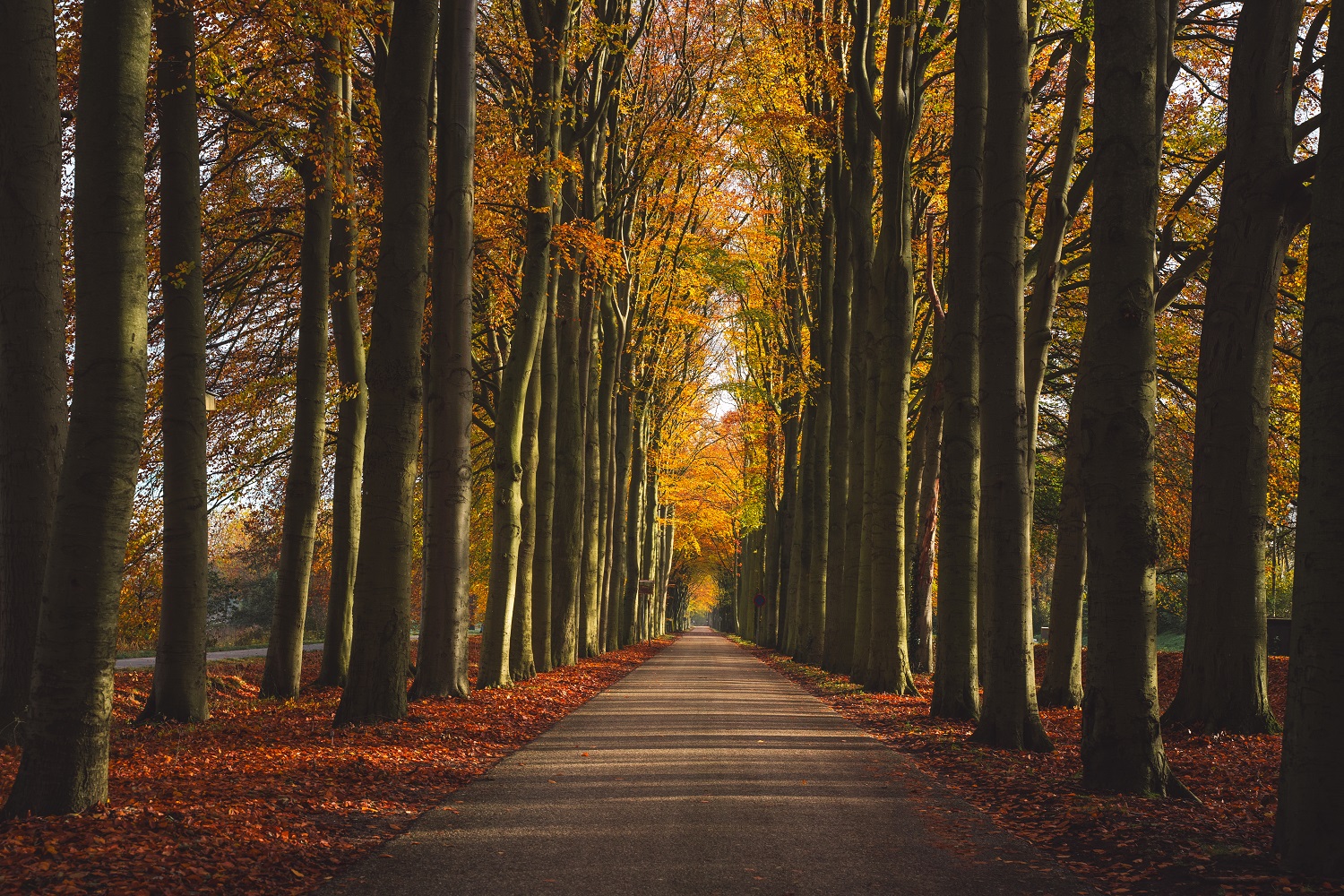 Een herfstzonnetje schijnt door de bomen in een bos.