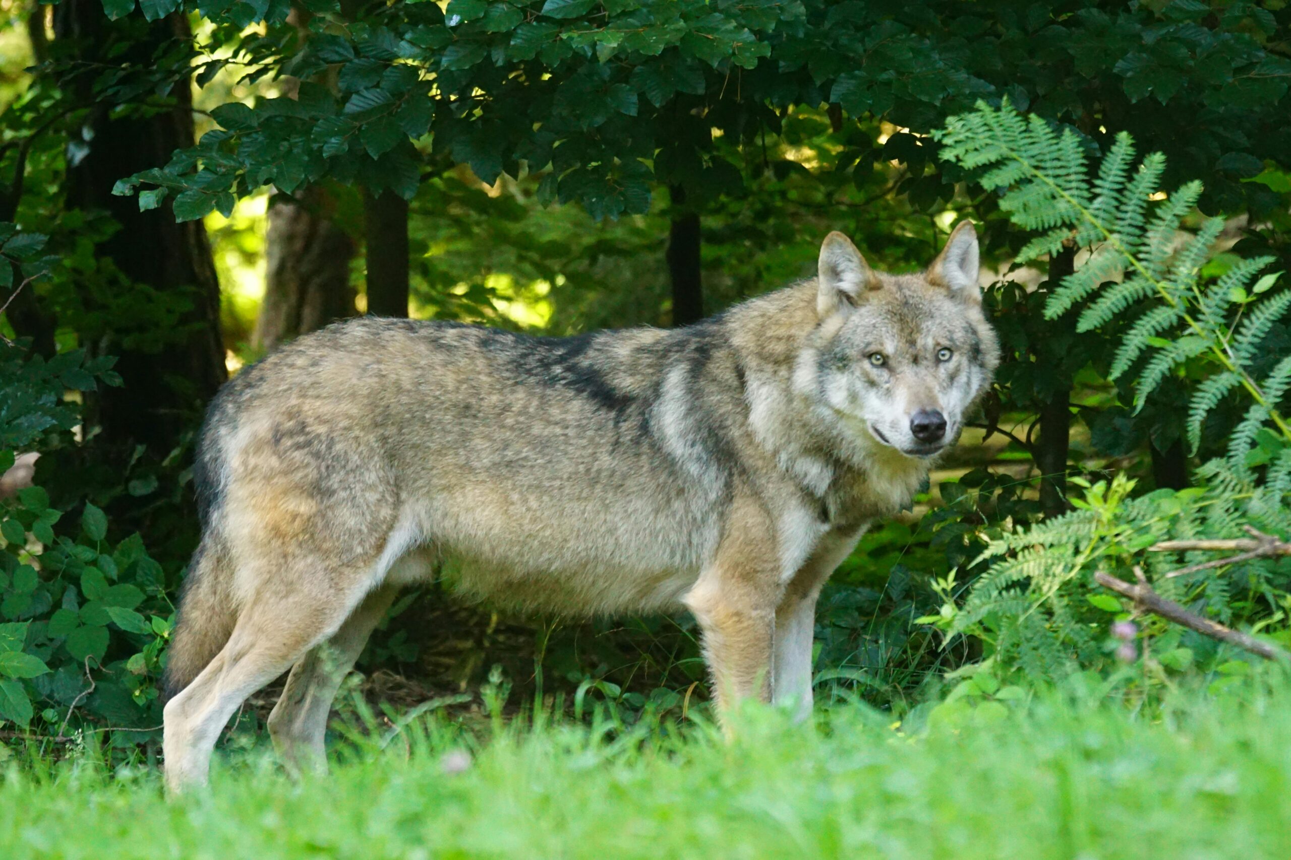 Wolf in natuurgebied