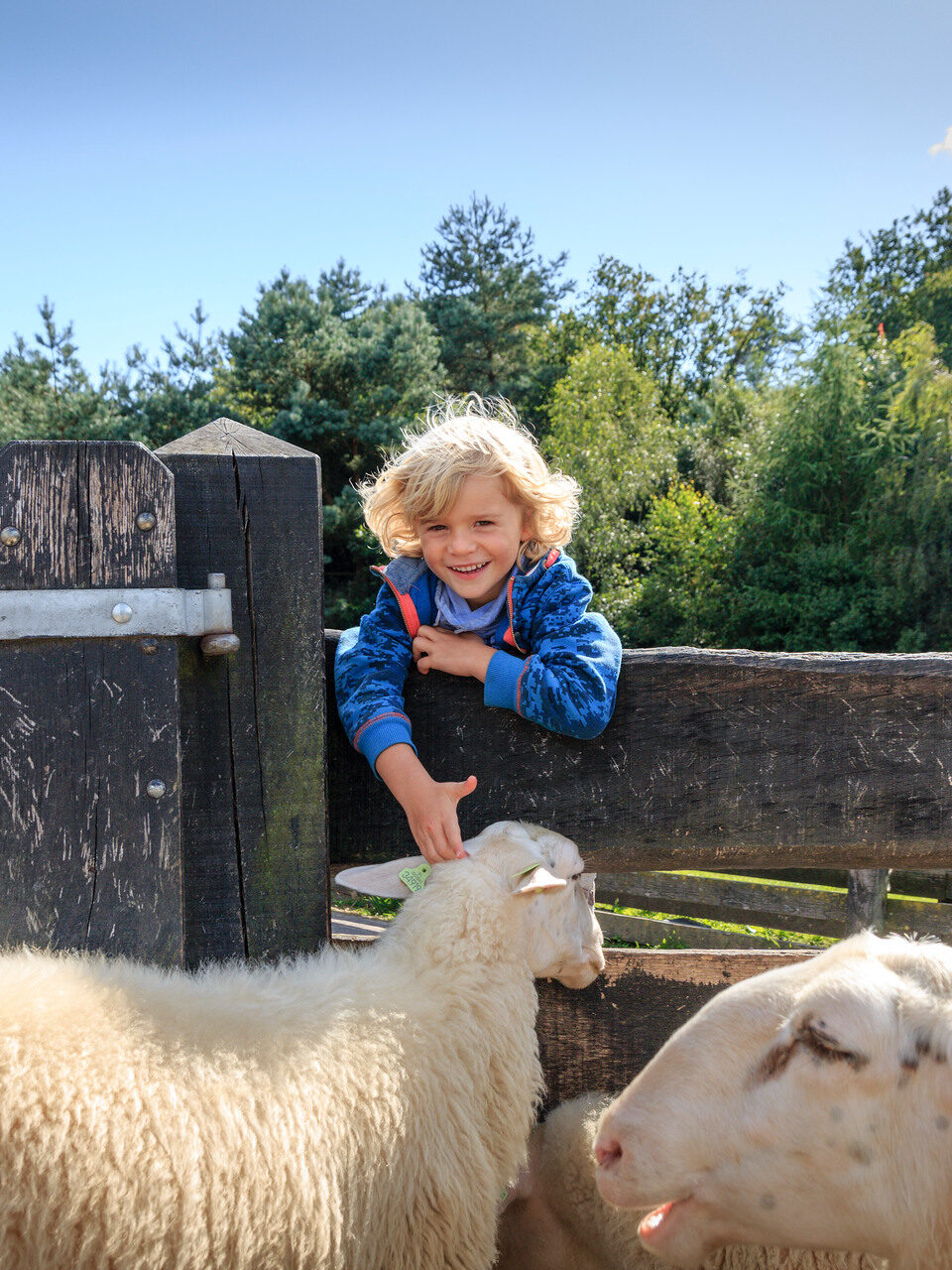 Jongetje aait schaap op de Ermelosche Heide