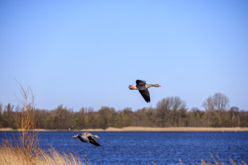 Vogel vliegt over het water op de Veluwe