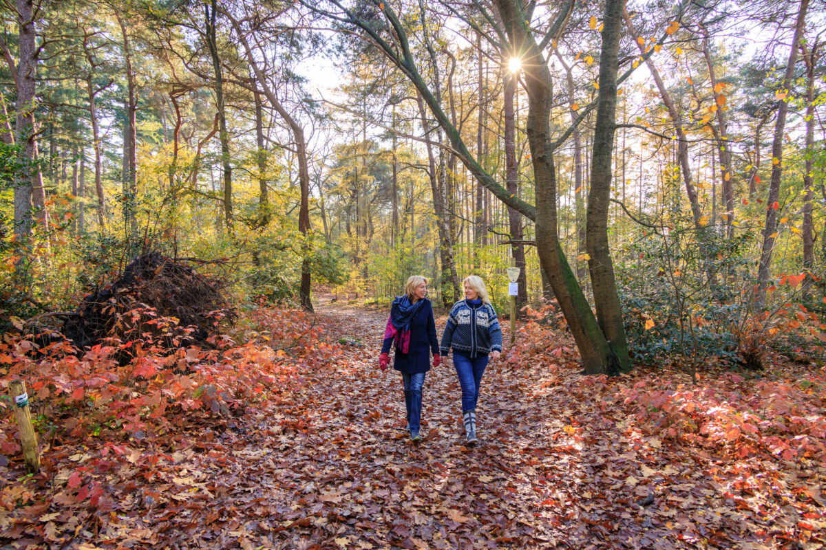 Winter, herfst, wandelen, bos, herfstwandeling