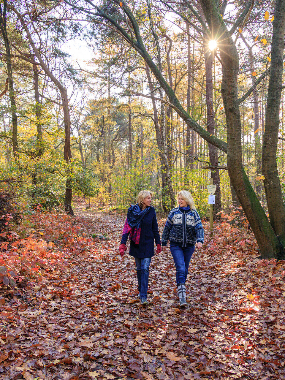 Winter, herfst, wandelen, bos, herfstwandeling