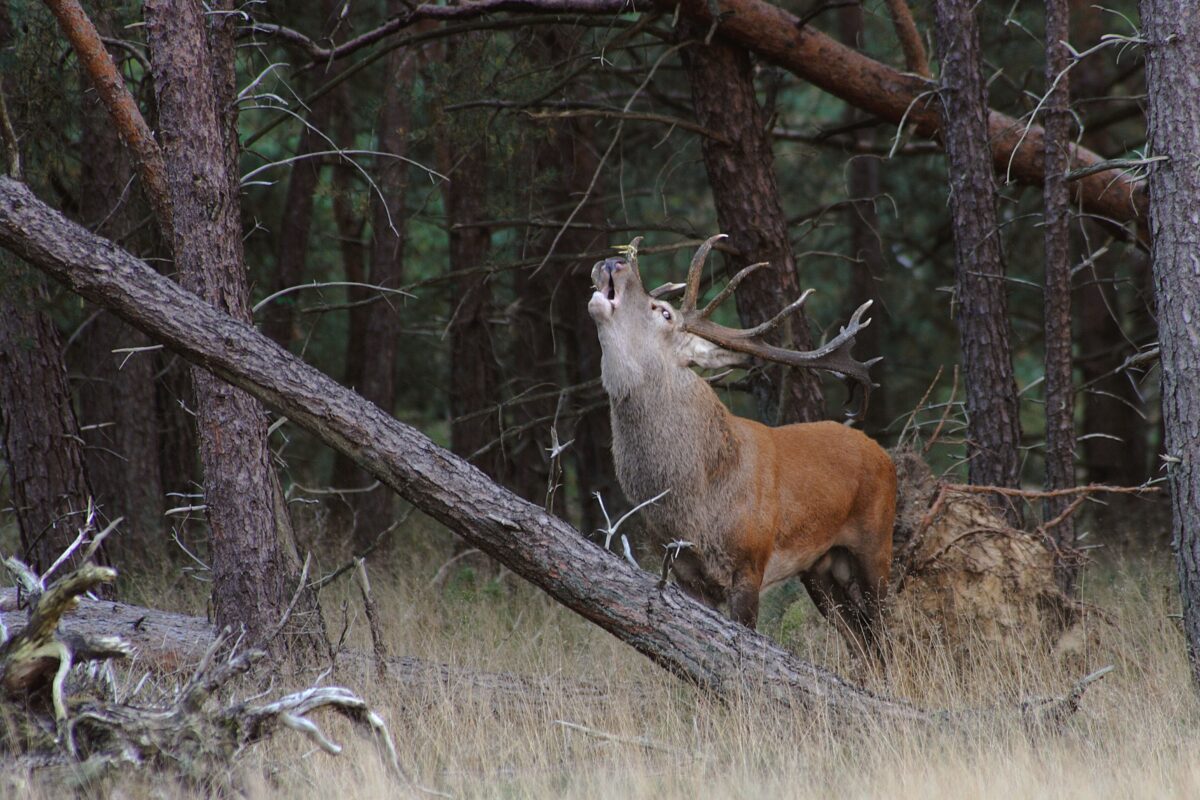 Een burlend edelhert staat tijdens de bronsttijd in een bosrijke omgeving, omgeven door bomen en ondergroei
