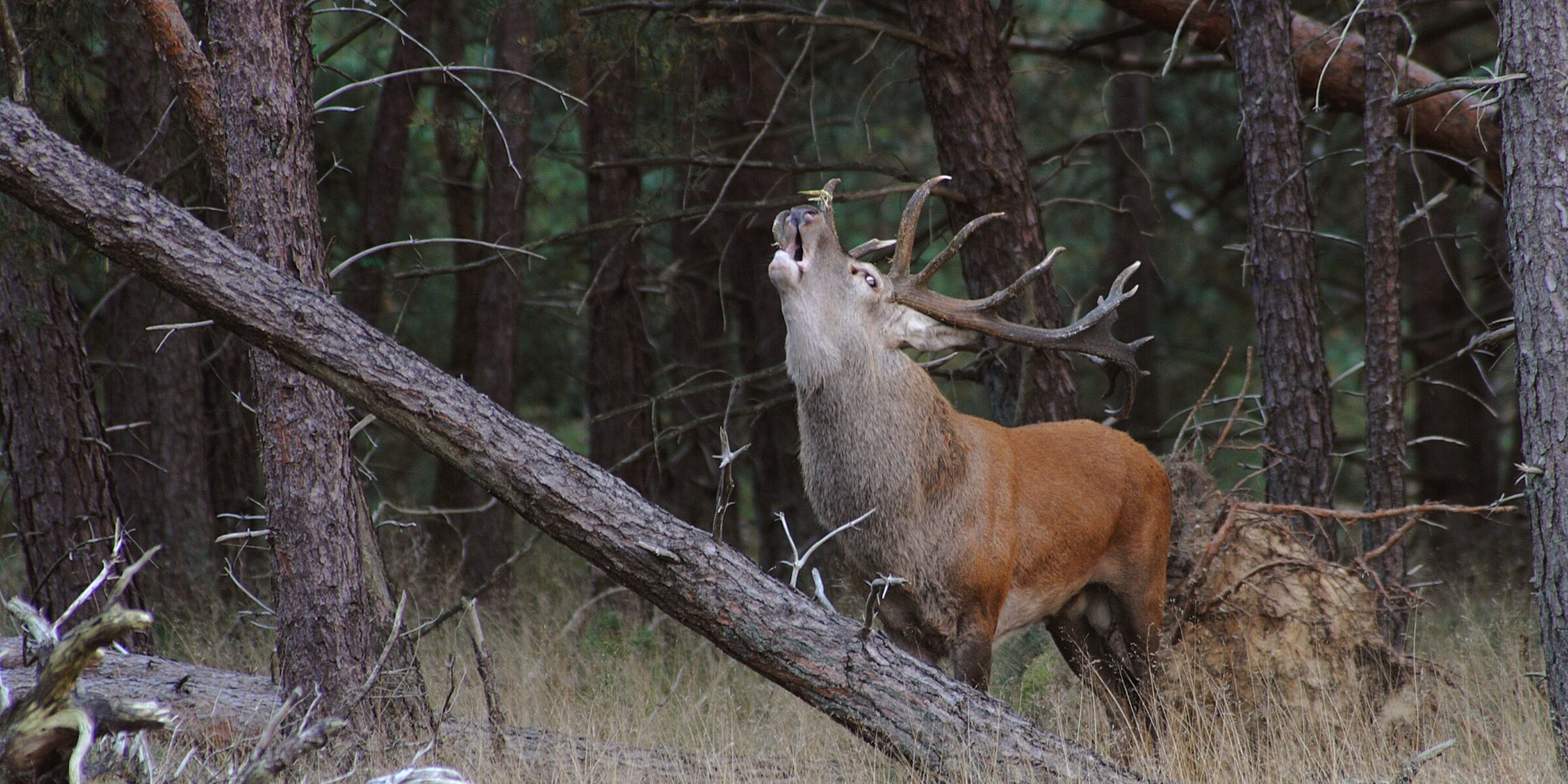 Een burlend edelhert staat tijdens de bronsttijd in een bosrijke omgeving, omgeven door bomen en ondergroei