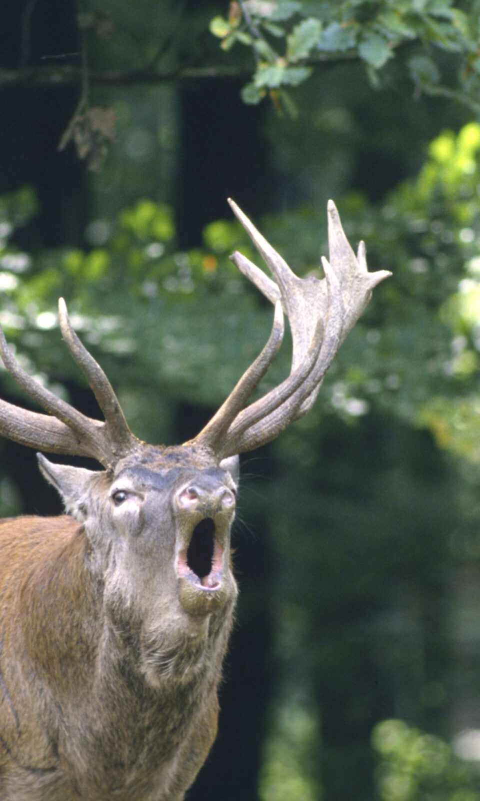 Burlende edelhert in de bronstijd op de veluwe
