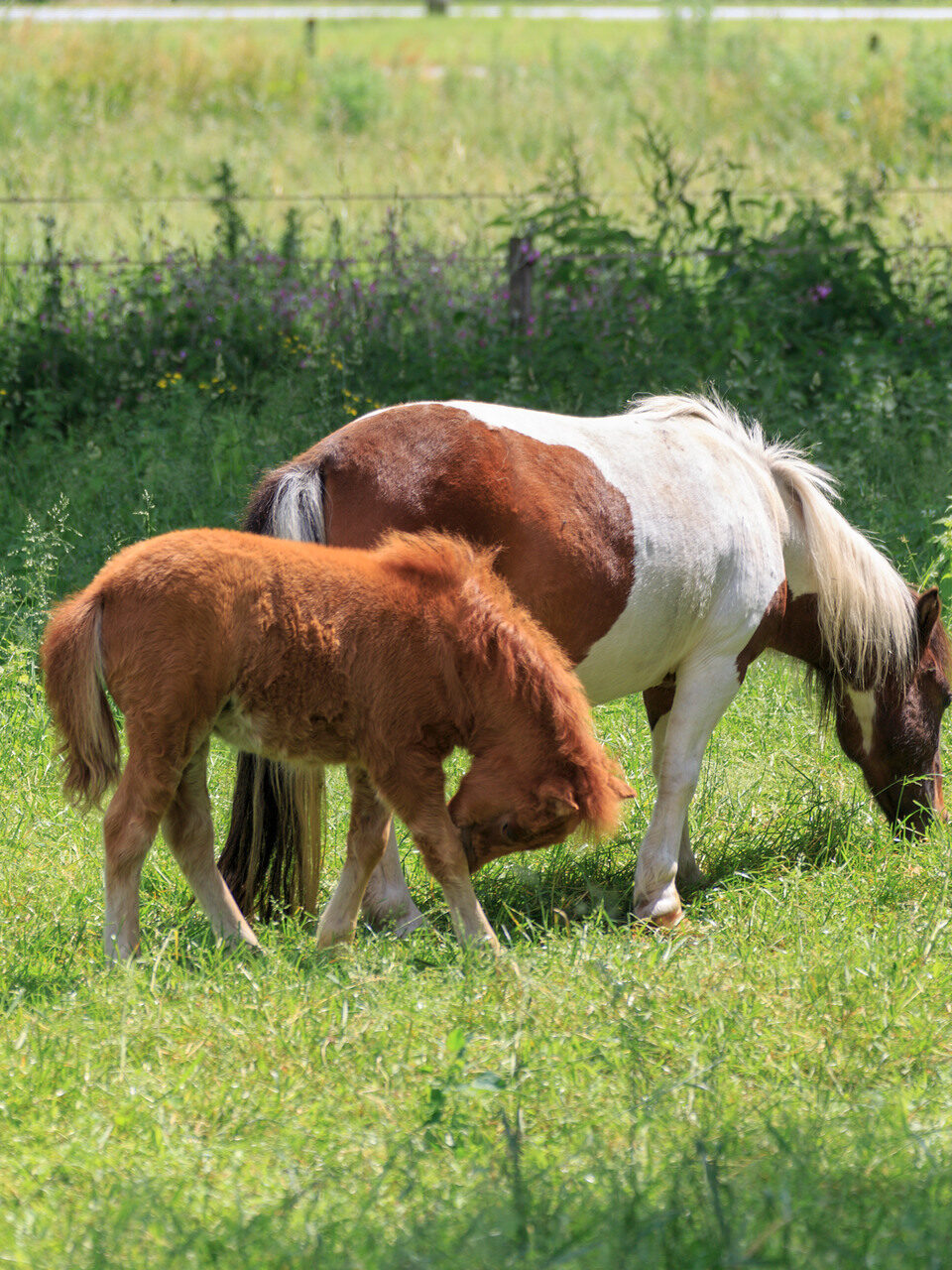 2 pony's in het weiland in Bussloo