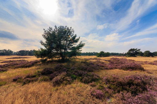Locaties op de Veluwe