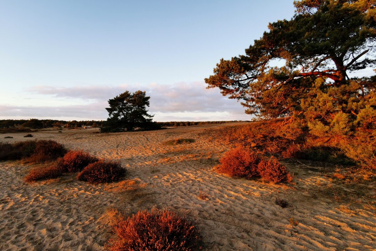 Het Hulshorsterzand, in Nunspeet, tijdens zonsondergang
