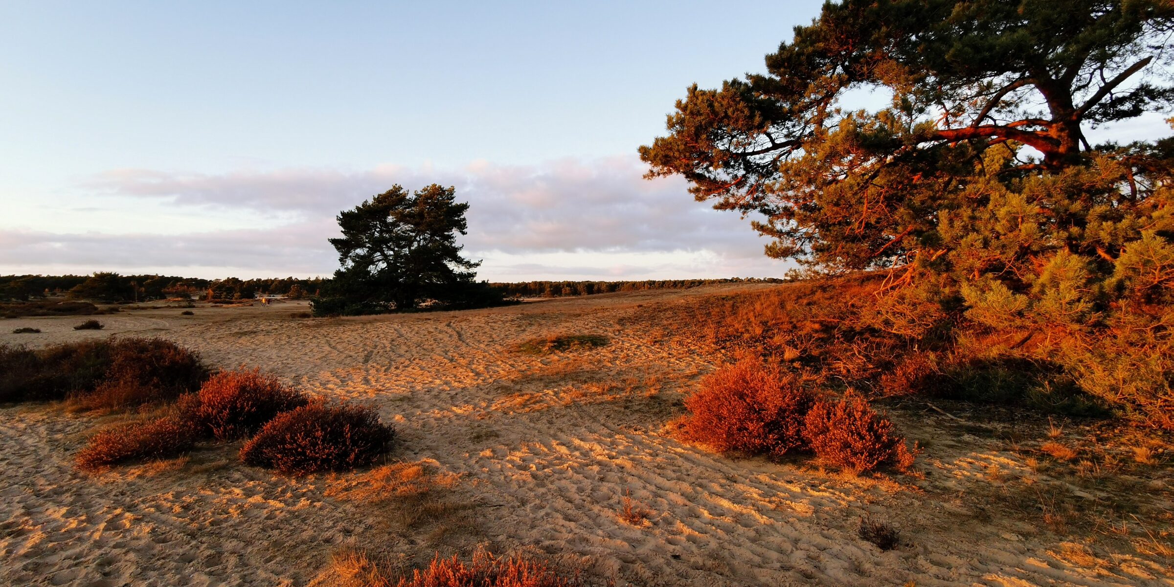Het Hulshorsterzand, in Nunspeet, tijdens zonsondergang